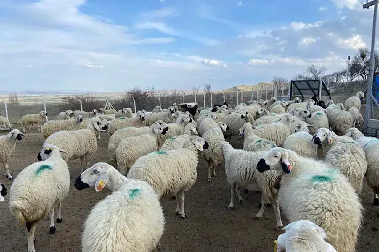 Eskişehir’de küçükbaş hayvancılığa güçlü destek