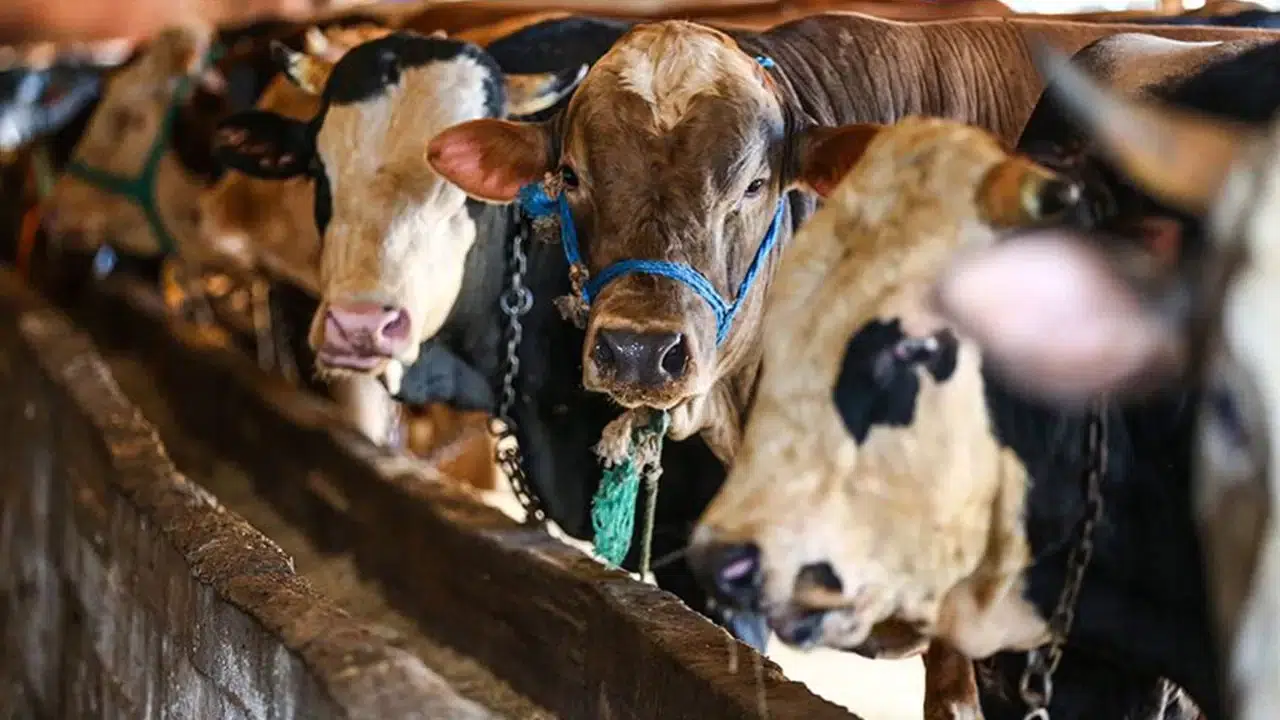 Odunpazarı Belediyesi'nden ücretsiz kurban kesim alanı hizmeti