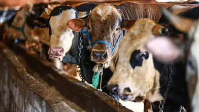 Odunpazarı Belediyesi'nden ücretsiz kurban kesim alanı hizmeti
