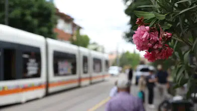 İsmet İnönü 1 Caddesi zakkumlarla renklendi