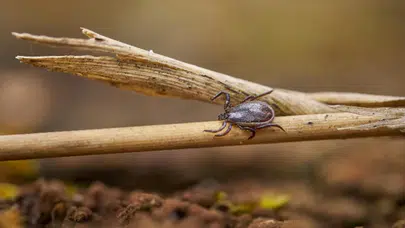 Kene vücuda yapıştıysa dikkat! Bu hatayı sakın yapmayın