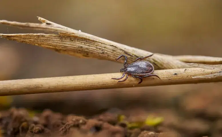 Kene vücuda yapıştıysa dikkat! Bu hatayı sakın yapmayın